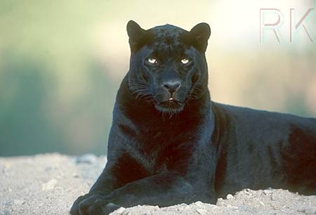Blackpanther - 83.jpg